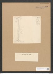 Nitzschia weissflogii var. subglabra Grun. (de-Toni-Nr.: Genus 47, Species 2061) Zeichnungen Sammlung Grunow Nr. 4076 (NHMW-BOT-W0371918)